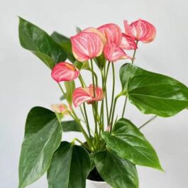 Anthurium livium (single plant)