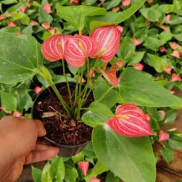 Anthurium livium (single plant)