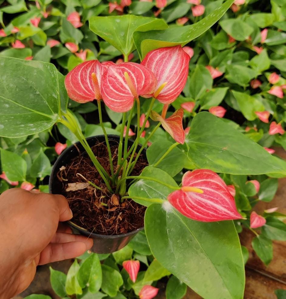 Anthurium livium (single plant) - Image 2