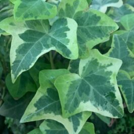 English ivy variegated (jiffy sized plant)