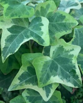English ivy variegated (jiffy sized plant)