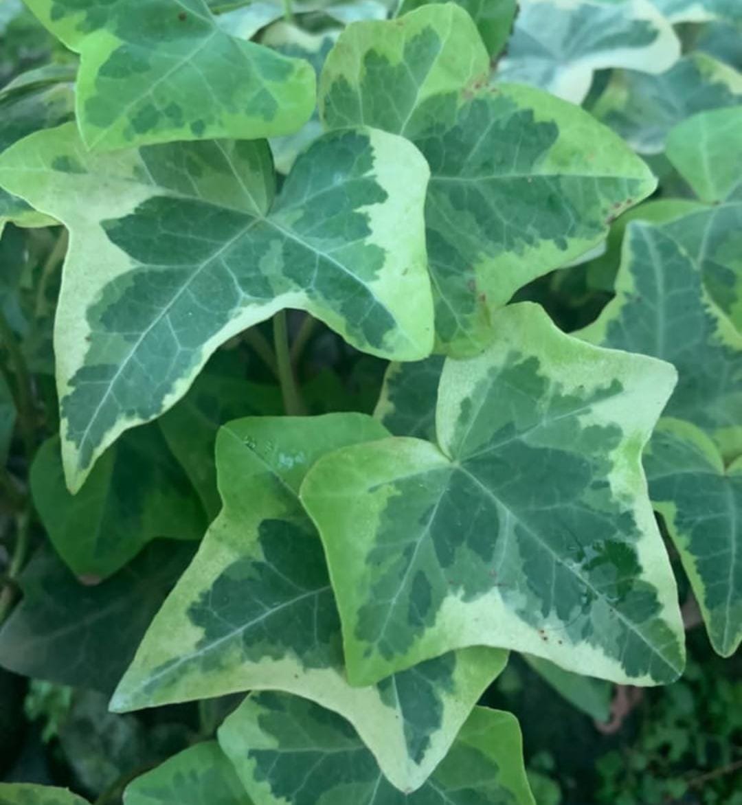 English ivy variegated (jiffy sized plant) - Image 2