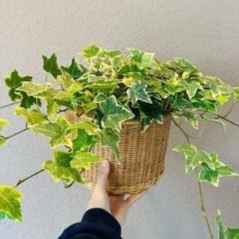 English ivy variegated (jiffy sized plant)