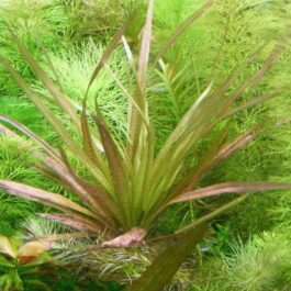 Blyxa aubertii red (single plant)