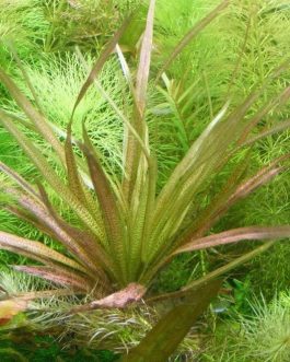 Blyxa aubertii red (single plant)