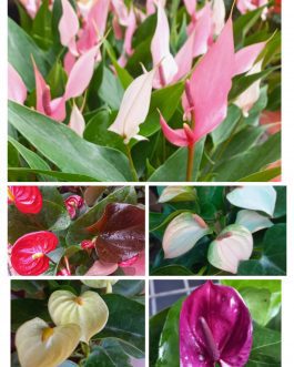 Anthurium combo 2 ( 5 colours)