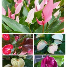 Anthurium combo 2 ( 5 colours)