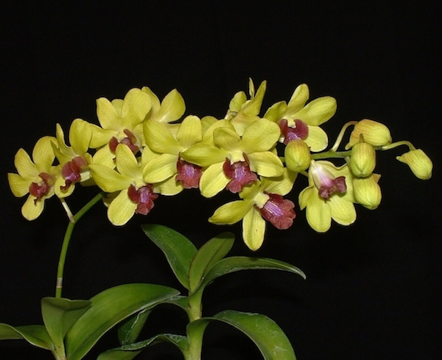 Orchid (Dendrobium combo 9 plants) - Image 6