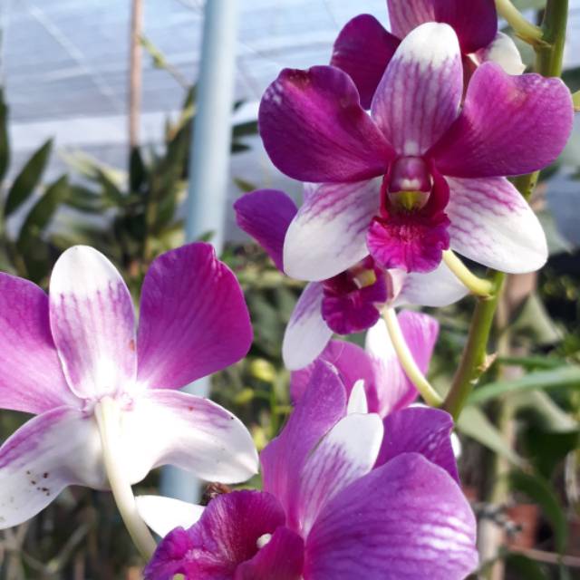 Orchid (Dendrobium combo 9 plants) - Image 4