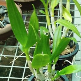 Orchid (Dendrobium combo 9 plants)