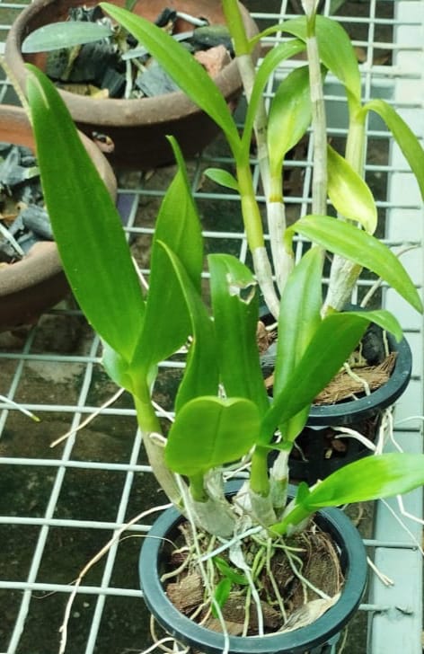 Orchid (Dendrobium combo 9 plants) - Image 2