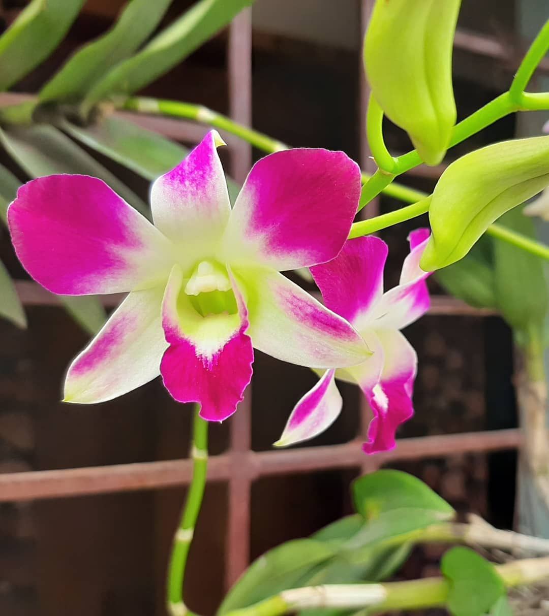 Orchid (Dendrobium combo 9 plants) - Image 3