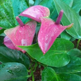 Anthurium combo 1 (5 colours)