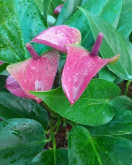 Anthurium combo 1 (5 colours)