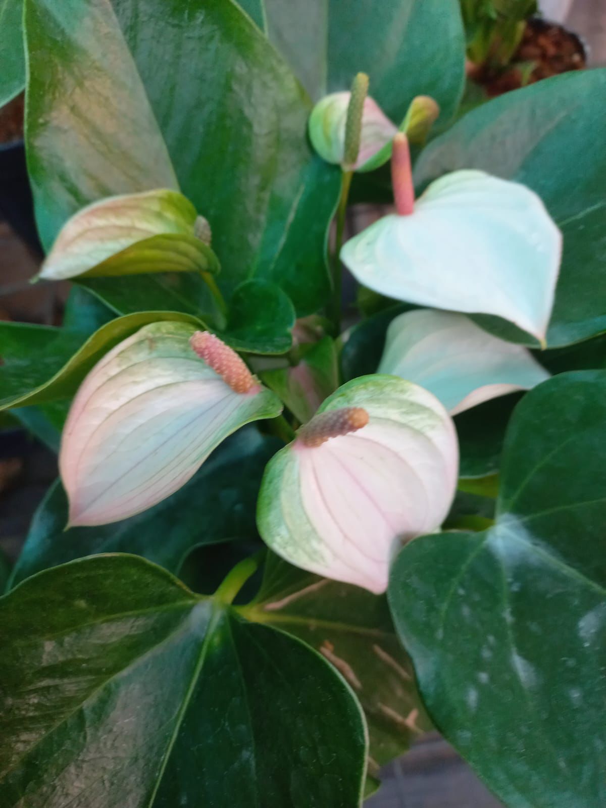 Anthurium combo 2 ( 5 colours) - Image 3