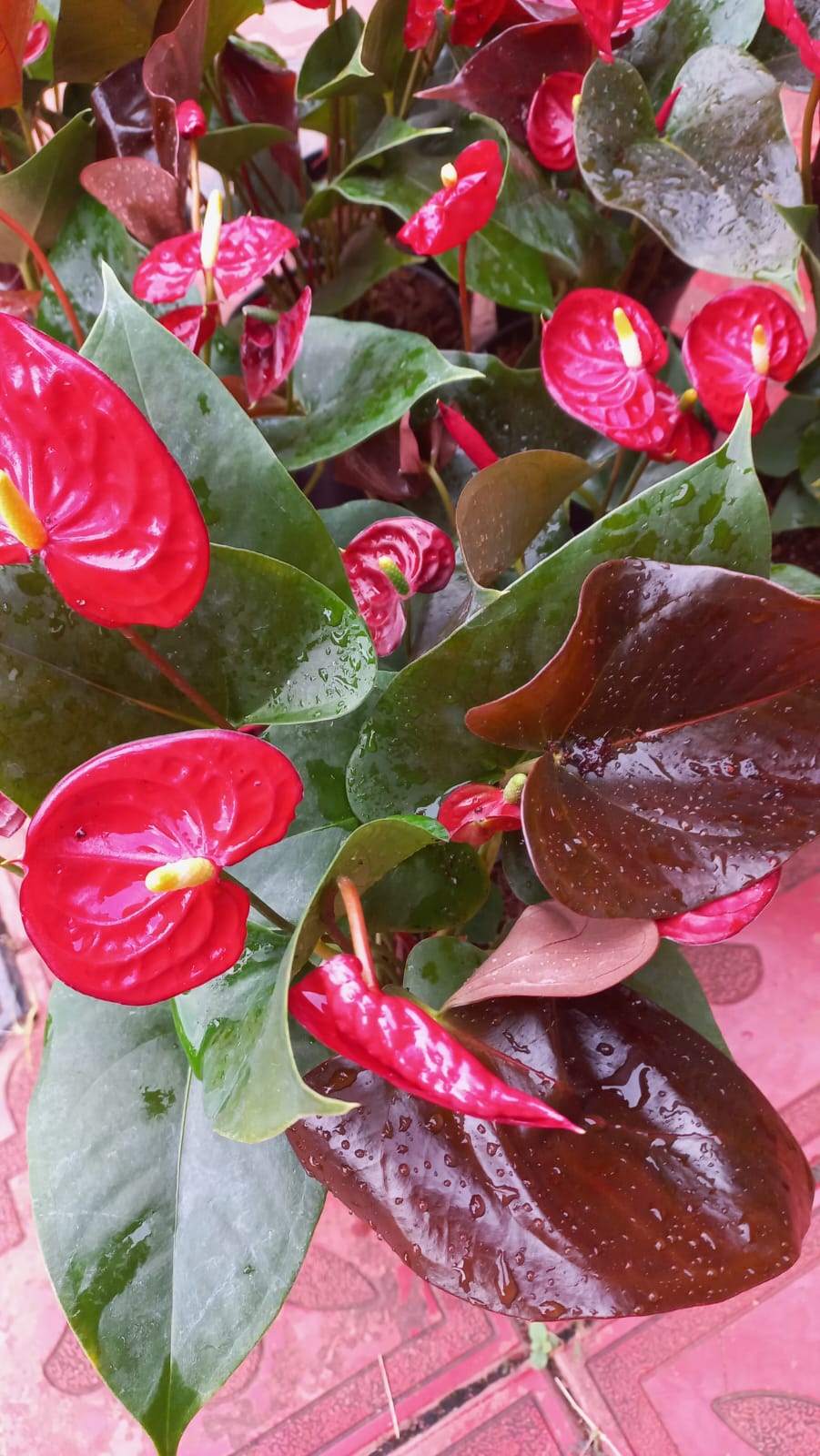 Anthurium combo 2 ( 5 colours) - Image 6