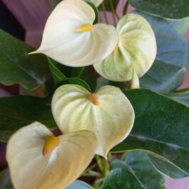 Anthurium combo 2 ( 5 colours)