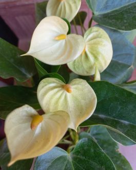 Anthurium combo 2 ( 5 colours)