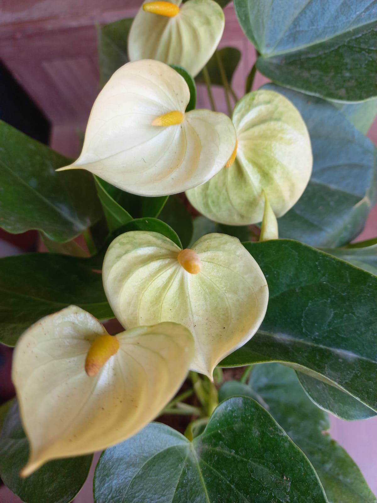 Anthurium combo 2 ( 5 colours) - Image 2