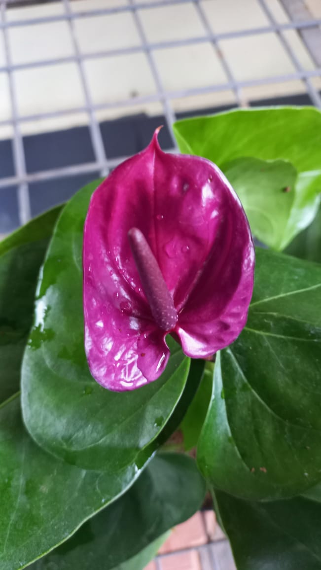 Anthurium combo 2 ( 5 colours) - Image 4