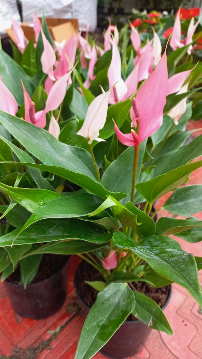 Anthurium combo 2 ( 5 colours) - Image 5