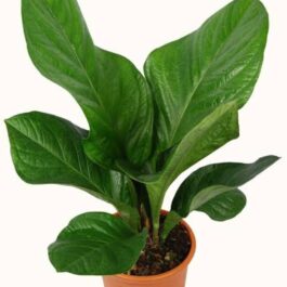 Anthurium Jenmanii (single plant)