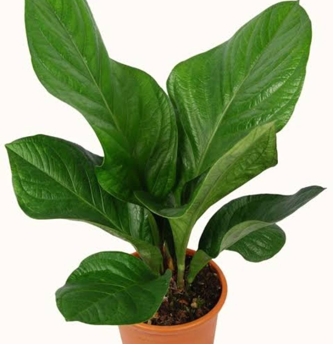 Anthurium Jenmanii (single plant) - Image 2