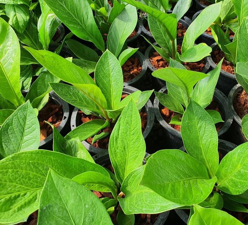 Anthurium Jenmanii (single plant) - Image 3
