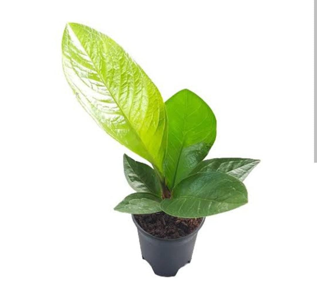 Anthurium Jenmanii (single plant) - Image 5