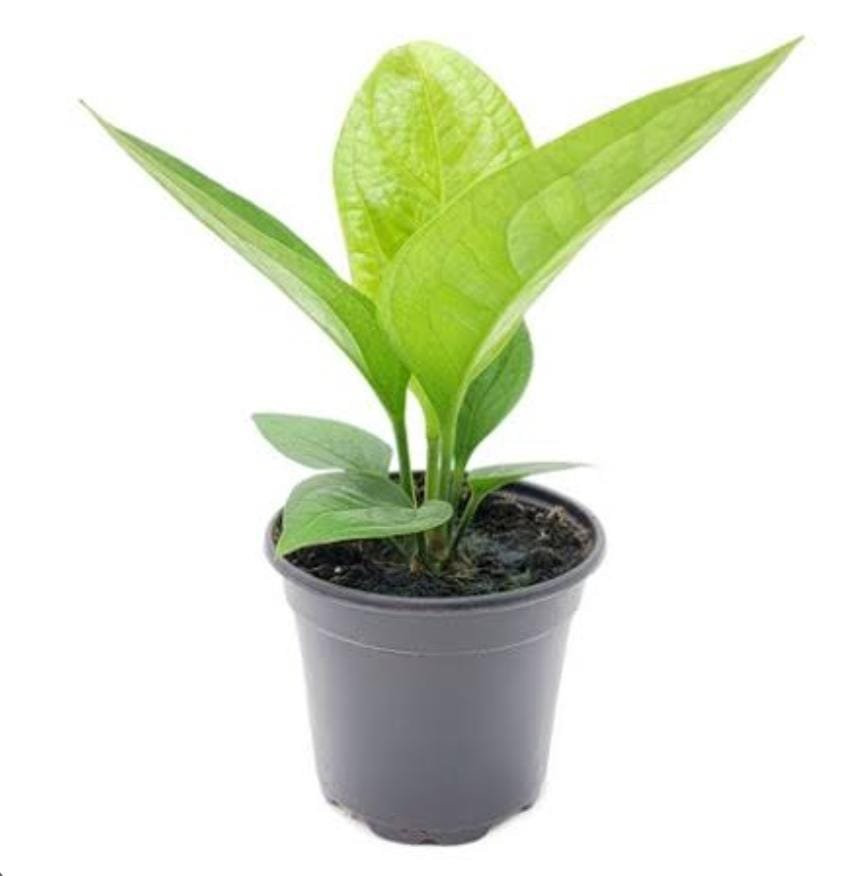 Anthurium Jenmanii (single plant) - Image 4