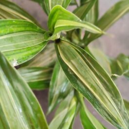 Lucky bamboo ‘Thai verigata’ (single plant)