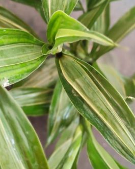 Lucky bamboo ‘Thai verigata’ (single plant)