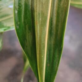 Lucky bamboo ‘Thai verigata’ (single plant)