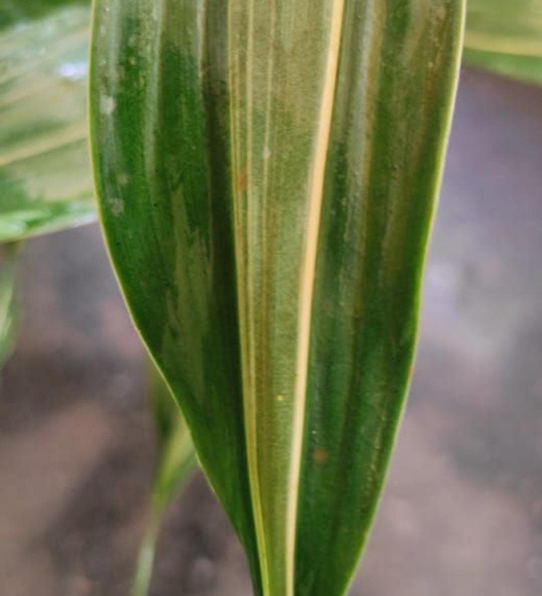 Lucky bamboo 'Thai verigata' (single plant) - Image 2