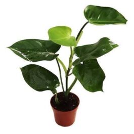 Large sized-Philodendron Emerald Green (single plant)