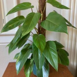 Large sized-Philodendron Emerald Green (single plant)
