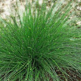 Optic grass plant/ low bulrush (bunch)