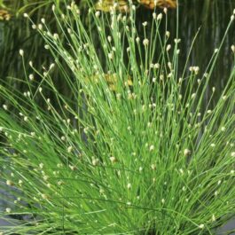 Optic grass plant/ low bulrush (bunch)