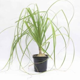 Nolina/ pony tail palm (bare rooted plant)