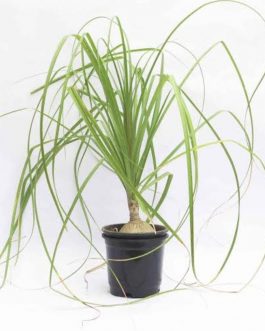 Nolina/ pony tail palm (bare rooted plant)