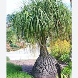 Nolina/ pony tail palm (bare rooted plant)