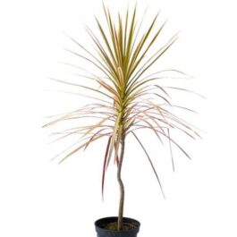 Dracaena Colorama pink (single plant)