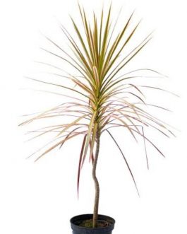 Dracaena Colorama pink (single plant)