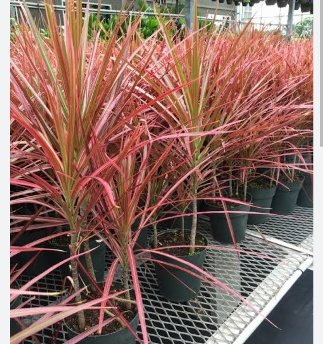 Dracaena Colorama pink (single plant) - Image 3