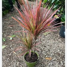 Dracaena Colorama pink (single plant)