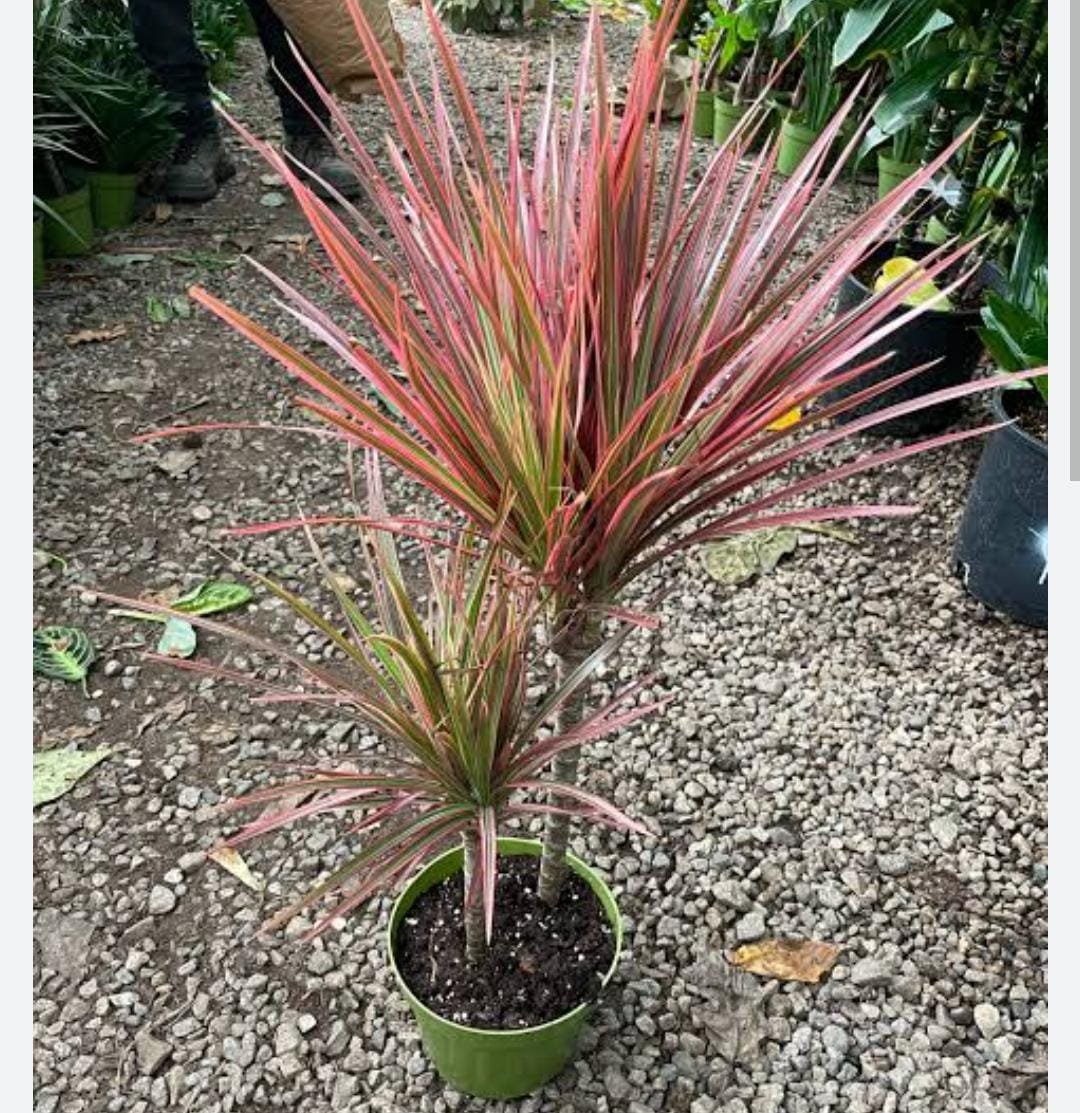Dracaena Colorama pink (single plant)