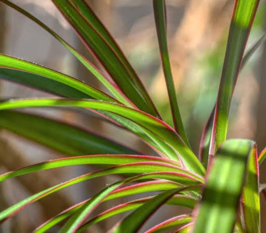 Dracaena Colorama neon (single plant) - Image 4