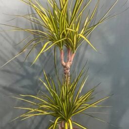 Dracaena Colorama neon (single plant)