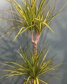 Dracaena Colorama neon (single plant)