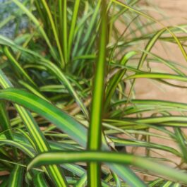 Dracaena Colorama neon (single plant)